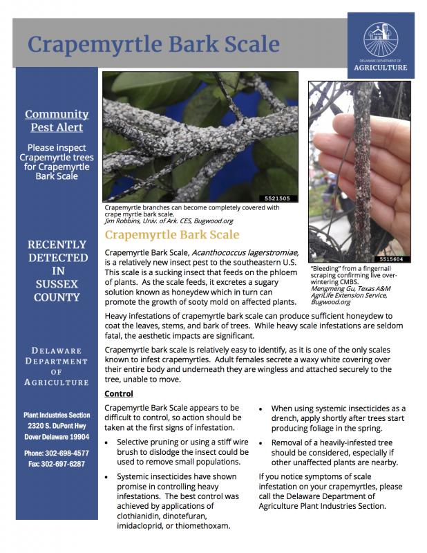 A recent information sheet on Crapemyrtle Bark Scale put out by the Delaware Department of Agriculture’s Plant Industries Section. SUBMITTED ARTWORK